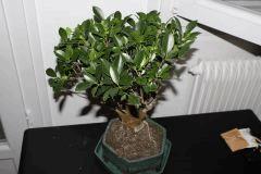 FICUS 9ans 1