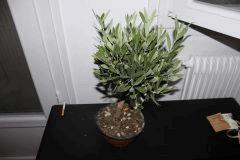 OLIVIER 1