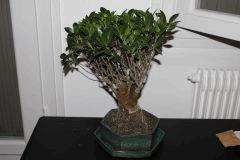FICUS 9ans