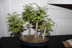 FORÊT METASEQUOIA