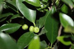 FICUS FRUIT 2