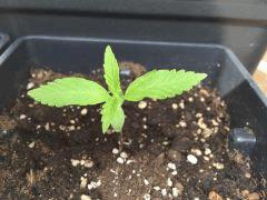 Super Auto Sativa