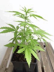 Super Automatic Sativa