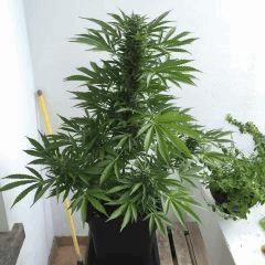 Super Skunk