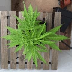Super Automatic Sativa en flo