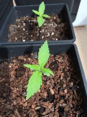 Super Sativa