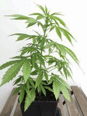 Super Auto Sativa 2 flo