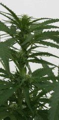 Auto toute sa vie dans 18L, bud