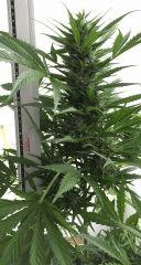 Jack ou Skunk2 bud principal