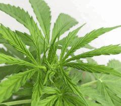 Super Auto Sativa 2 flo