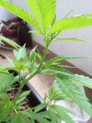 Floraison de Miss clone