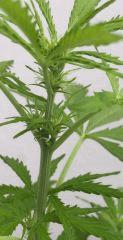 Super Automatic Sativa