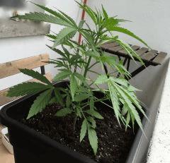 Autoflo petit pot