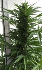 Jack ou Skunk bud principal