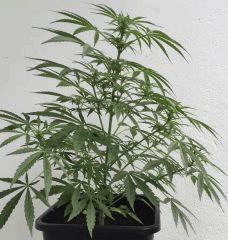 Auto qui vient du petit pot