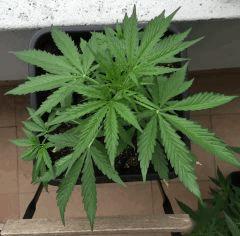 L'autoflo petit pot