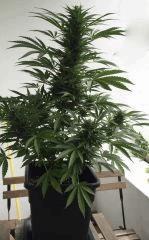 Jack ou Skunk?