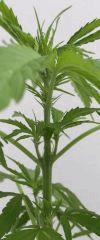 Super Auto Sativa 2 flo