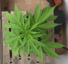 Super Auto Sativa 2 flo