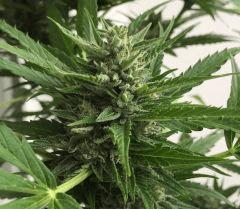Jack ou skunk 2 bud secondaire
