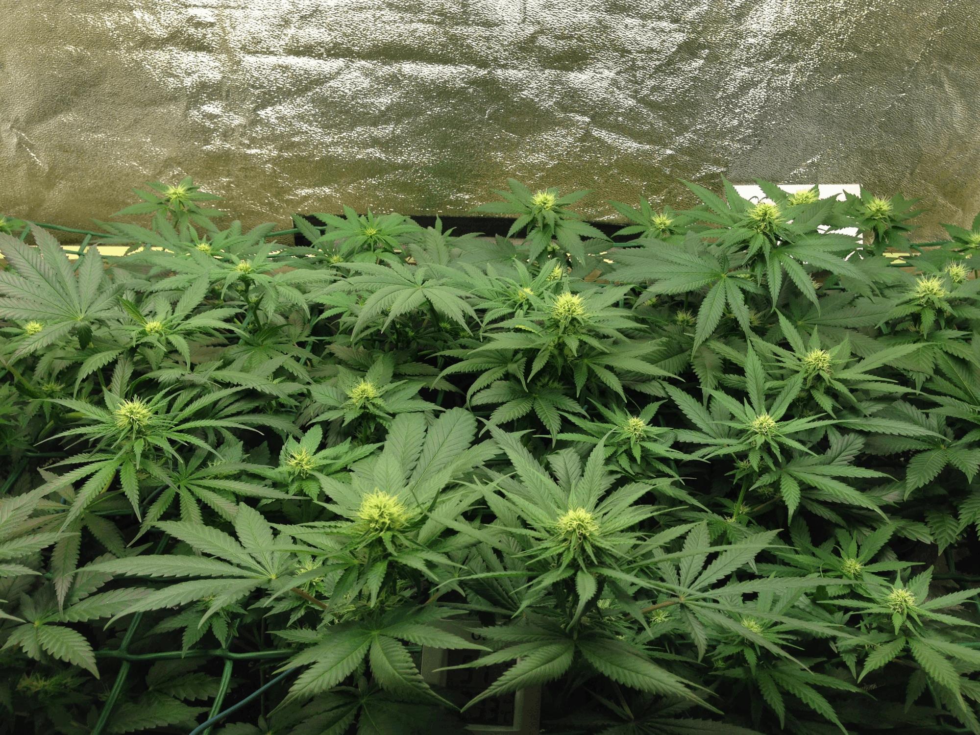 Scrog Multivar
