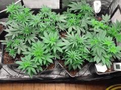 Flo  7