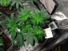 Exodus Cheese Flo 8