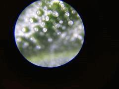 IMG 0351