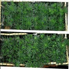 comparaison 7j