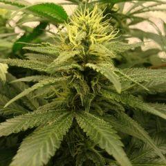 Northern Light