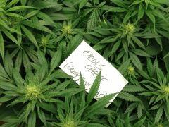 Exodus Cheese 1
