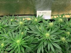 OG Kush 2
