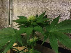 OG kush flo +15