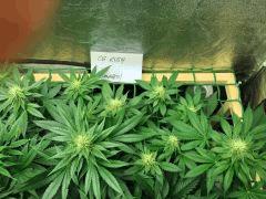 OG Kush 1
