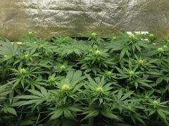 Scrog Multivar