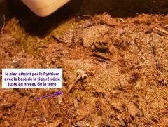 pied avec pythium