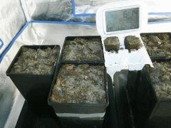 traitement pythium