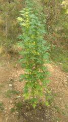 Shiva skunk x jacky white (test line )