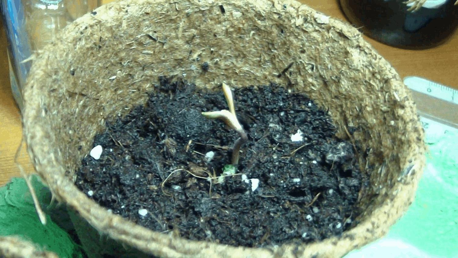 Outdoor autoflo dwarf auto