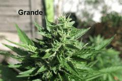 Cro+62 Flo+32 Bud grand2