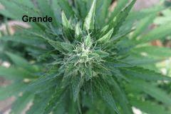Cro+62 Flo+32 Bud grande