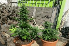 Cro+62 Flo+32 Comparaison