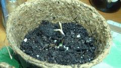 Outdoor autoflo dwarf auto