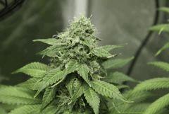 Jackberry x Shack F45
