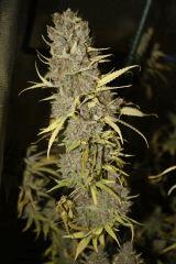 Sugar Punch F67