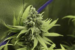 Tangilope F56