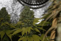 Jackberry x Shack F59