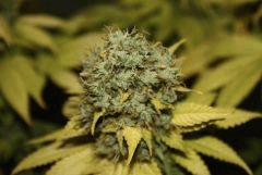 Jackberry x Shack F67