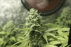 Tangilope F52