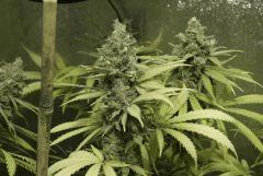 Tangilope F56